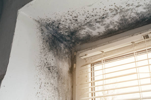 Mold Remediation service in West Decatur, West Decatur, PA